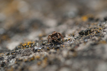 Spider-steed