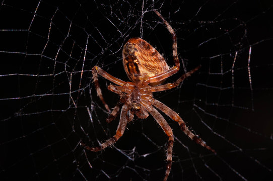spider araneus