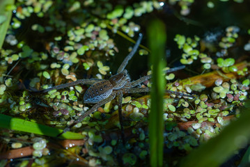 Hunter spider, Water spider ( Dolomedes fimbriatus )