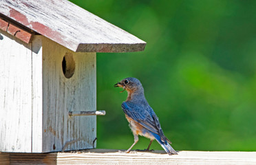 A single male Bluebird looking around his nest.