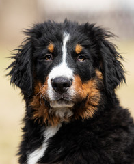 Bernese Mountain Dog puppy for a walk