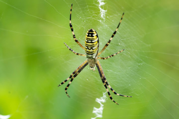Argiope bruennichi spider wasp