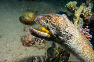 Moray eel Mooray lycodontis undulatus in the Red Sea, eilat israel