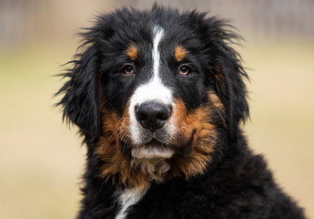 Bernese Mountain Dog puppy for a walk