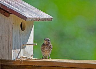 A little fledgling Bluebird hangs around the nest with his parent.