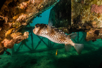 Obraz premium Diodon fish in the Red Sea Colorful and beautiful, Eilat Israel