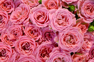 Pink roses background