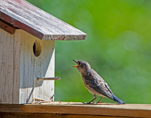 A female Bluebird brings sticks to her nest, getting them through the hole.