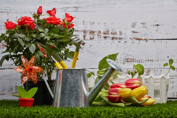 Gardening tools, sprouts and flowers.