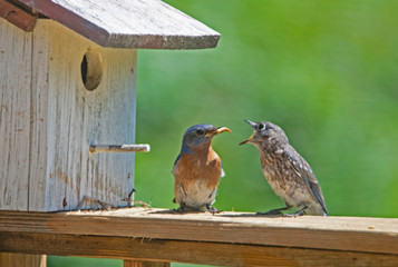 A male Bluebird still feeds one of his fledglings.