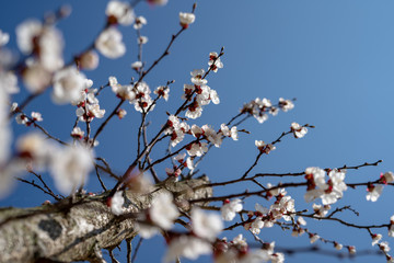 Marillenblüten im Sonnenschein