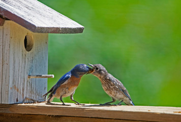 A male Bluebird still feeds one of his fledglings.