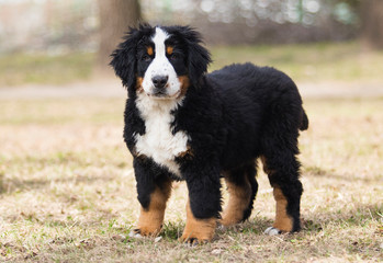 Bernese Mountain Dog puppy for a walk