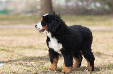 Fototapeta premium Bernese Mountain Dog puppy for a walk