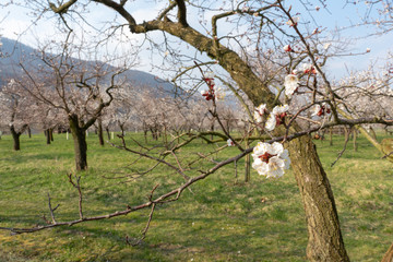 Fototapeta premium Frühlingshafte Marillenblüten der Wachauer Marillen in der Wache in Niederösterreich
