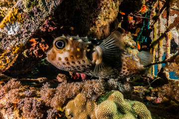 Diodon fish in the Red Sea Colorful and beautiful, Eilat Israel