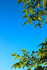 Green Leaves Over Blue Sky Background. Beautiful Nature Background With A Lot Of Copy Space For Text.