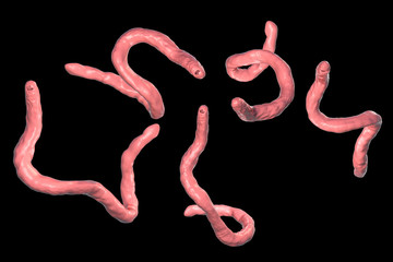 Obraz premium Parasitic hookworm Ancylosoma, 3D illustration. Ancylostoma duodenale can infect humans, dogs and cats, its head has several tooth-like structures