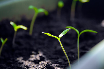 A lot of fresh green sprouts of young tomato bush on sun. Growing seedlings of tomato on spring. Spring seedlings for seed