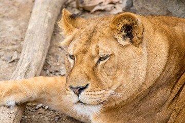 muzzle wild animal adult lioness resting
