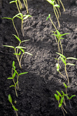 A lot of fresh green sprouts of young tomato bush on sun. Growing seedlings of tomato on spring. Spring seedlings for seed
