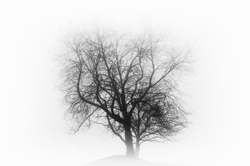 Single leafless tree in a deep fog on a hill ( black and white intense effect).