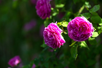 Colorful Pink Red Yellow White Rose and Flowers