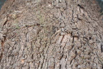 Close up de corteza de árbol grisácea