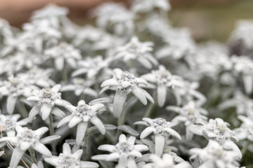 Edelweiß, Blüten