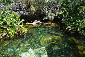 Cenote Azul Quintana Roo Mexique - Blue Cenote Mexico