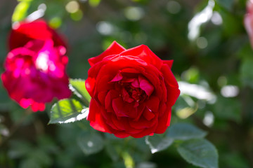 Colorful Pink Red Yellow White Rose and Flowers