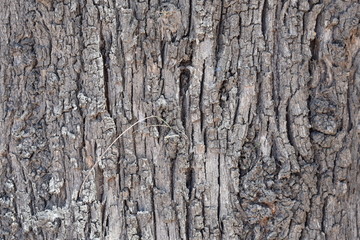 Close up de corteza de árbol rugosa