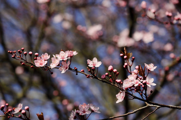Branch of prunus serrulata japanese cherry in the spring garden