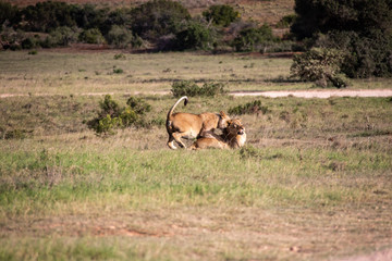 Fototapeta premium african lion