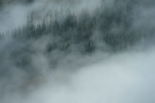 Forest cloaked in fog, Crested Butte, Colorado, USA