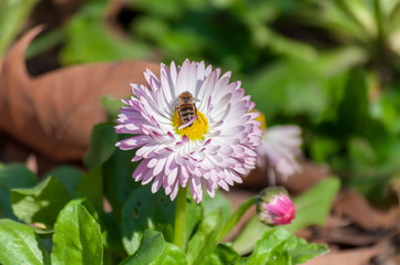 Small bee collecting pollen from a common daisy (Bellis perennis), sitting in the sun © Remus Rigo