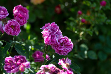 Colorful Pink Red Yellow White Rose and Flowers