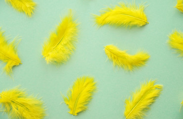 Yellow feathers on mint color background.