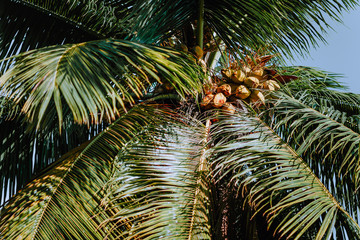 Coconut cluster on palm tree, beautiful fresh leaf with background blue sky. Tropical fruits vegetation