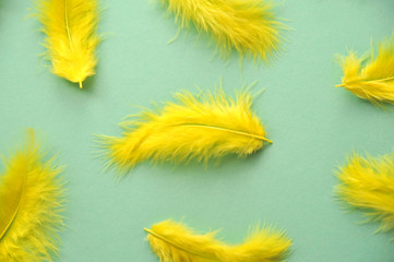 Yellow feathers on mint color background.