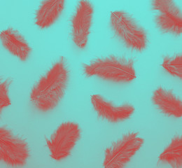 Fototapeta na wymiar Pink feathers. Photo made in duotone.