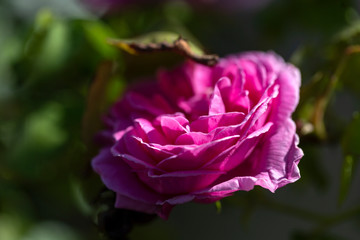 Colorful Pink Red Yellow White Rose and Flowers