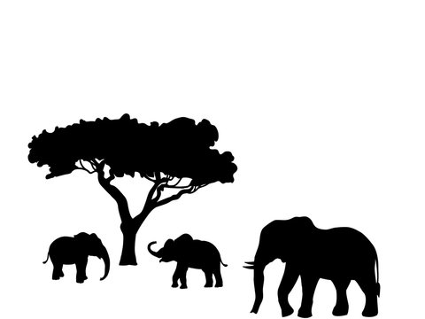 Elephant and two elephant calf mammal black silhouette animal. Vector Illustrator	
