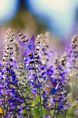natural background with two small bright blue butterfly Blues sitting on purple flowers in summer Sunny day on a rural meadow