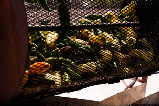 Hatch chilis roasting over fire at farmers market in Louisville, Colorado, USA