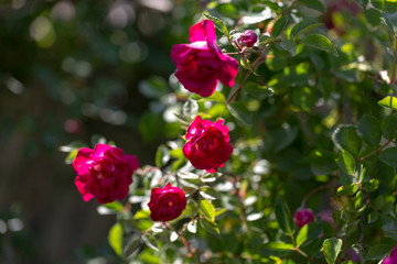 Colorful Pink Red Yellow White Rose and Flowers