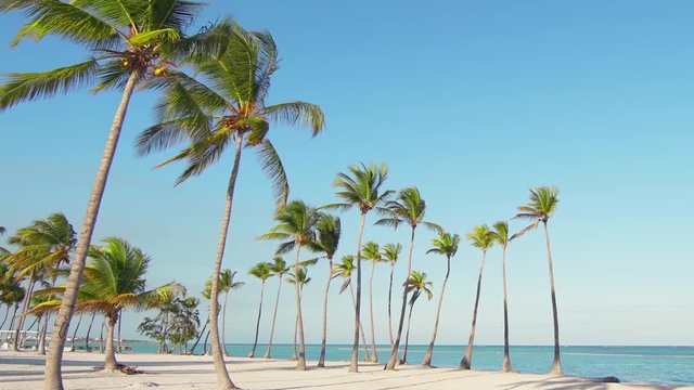 Tall beautiful freestanding palm trees on the beach. Big wild beach and blue sea. Vacation in Caribbean. Background for relaxation. Palm trees and white sand. Isolated Island palms beach sand Hawaii
