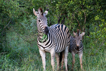 beautiful african zebra