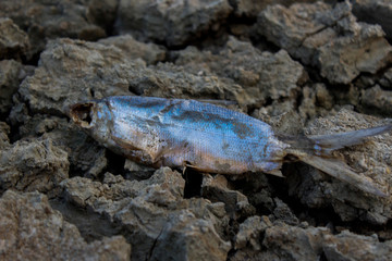 portrait of fish on dry land in the dry season