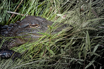 At Home in the Blades